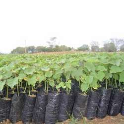 Nursery Bags