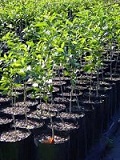 Plant Bags